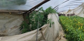 Приведен жител од Стојаково, во неговиот двор пронајдени стебла марихуана високи и до три метри засеани под пластеник до пиперки