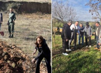 Членови на Ротари клуб Струмица за почиста средина садеа јавори над градот – садници поделија и на пчелари (фото)