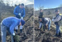 Пошумени 60 хектари опожарена површина кај Смоквица гевгелиско – засадени над 100 илјади садници чемперс и црн бор (ФОТО)