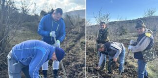 Пошумени 60 хектари опожарена површина кај Смоквица гевгелиско – засадени над 100 илјади садници чемперс и црн бор (ФОТО)