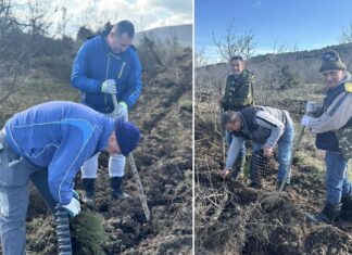 Пошумени 60 хектари опожарена површина кај Смоквица гевгелиско – засадени над 100 илјади садници чемперс и црн бор (ФОТО)