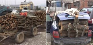 Од почетокот на годинава фатени над 20 дрвокрадци во струмичко-радовишкиот регион