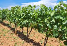 Земјоделците што имаат лозови насади добија пари на сметките – исплатени се субвенции од 7,8 милиони евра