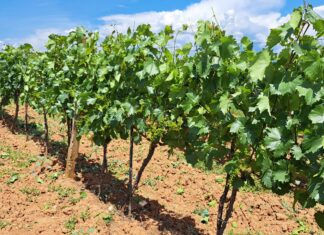 Земјоделците што имаат лозови насади добија пари на сметките – исплатени се субвенции од 7,8 милиони евра