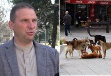 Ни фали одговорно сопствеништво вели Михаилов директор на „Стационар Лана“ каде лани 40% од заловените кучиња биле вдомени (ВИДЕО)
