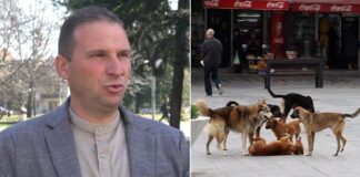 Ни фали одговорно сопствеништво вели Михаилов директор на „Стационар Лана“ каде лани 40% од заловените кучиња биле вдомени (ВИДЕО)