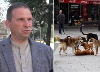 Ни фали одговорно сопствеништво вели Михаилов директор на „Стационар Лана“ каде лани 40% од заловените кучиња биле вдомени (ВИДЕО)
