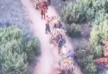 Михаилов: Фатена група со над 20 лица од струмичко Баница кои превезуваа нежигосани огревни дрва и без документи