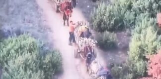 Михаилов: Фатена група со над 20 лица од струмичко Баница кои превезуваа нежигосани огревни дрва и без документи