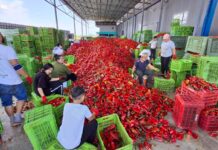Земјоделците не сакале да протестираат кај откупувачите на пиперки, тврди Мицкоски