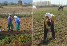 Ќе се даваат грантови по 10 илјади евра на земјоделци за одржливо производство и жени земјоделки за почнување свој бизнис (ВИДЕО)