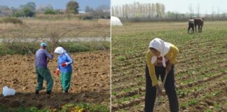 Ќе се даваат грантови по 10 илјади евра на земјоделци за одржливо производство и жени земјоделки за почнување свој бизнис (ВИДЕО)