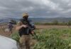 Струмичката полиција откри нелегална плантажа и заплени околу 680 килограми марихуана – две лица се приведени (ВИДЕО)