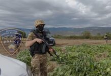Струмичката полиција откри нелегална плантажа и заплени околу 680 килограми марихуана – две лица се приведени (ВИДЕО)