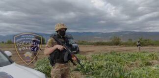 Струмичката полиција откри нелегална плантажа и заплени околу 680 килограми марихуана – две лица се приведени (ВИДЕО)