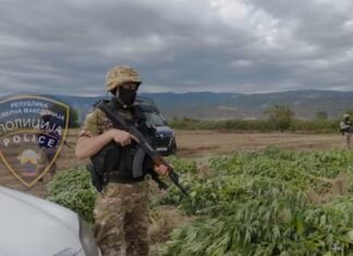 Струмичката полиција откри нелегална плантажа и заплени околу 680 килограми марихуана – две лица се приведени (ВИДЕО)