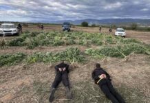 Притвор за двете лица кои на месноста “Матник“ кај Секирник во мај годинава засеале и одгледувале марихуана
