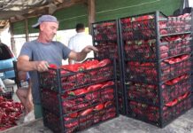 Производителите на црвени пиперки од Струмичко бараат од државата помош од 10 денари за килограм за да се подготоват за следната сезона ( ВИДЕО)