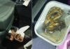 Питони и змии меѓу кои и отровна, спакувани во кутии под седиште откриени и запленети на ГП Богородица при контрола