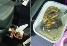 Питони и змии меѓу кои и отровна, спакувани во кутии под седиште откриени и запленети на ГП Богородица при контрола
