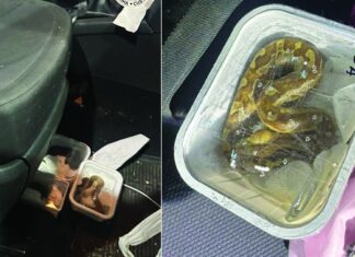 Питони и змии меѓу кои и отровна, спакувани во кутии под седиште откриени на ГП Богородица при контрола